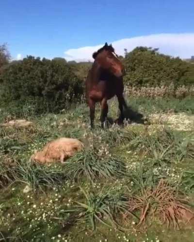 Horse Kills A Sheep