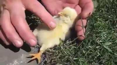 Cute chick falls asleep getting a belly rub