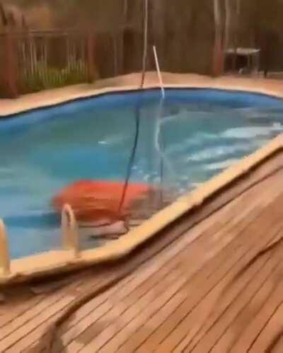 Firefighting helicopter refills from a swimming pool