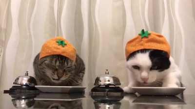 two cats ringing the bell for food.