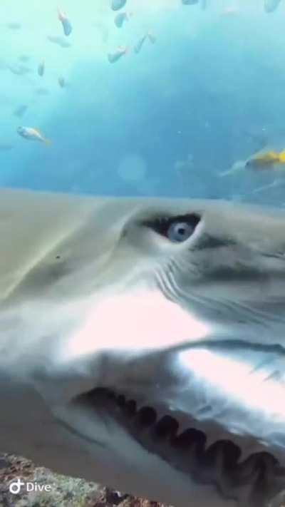 Shark showing sharp teeth and more