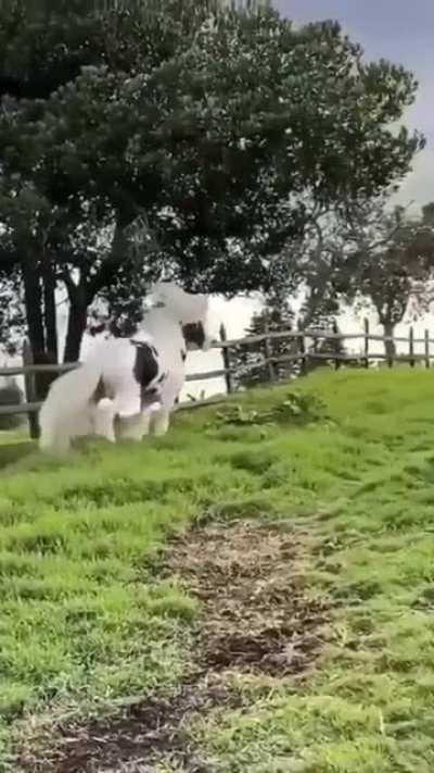 Horse zoomies