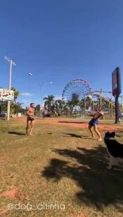 Border Collie playing footvolley in Brazil