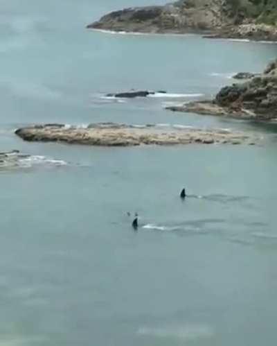 🔥 These orcas swim right past these kids