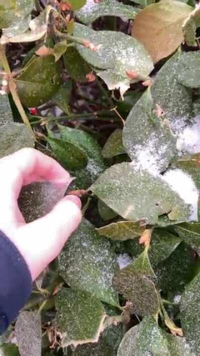 Frozen rain in Virginia