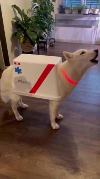 Dog ambulance at your service