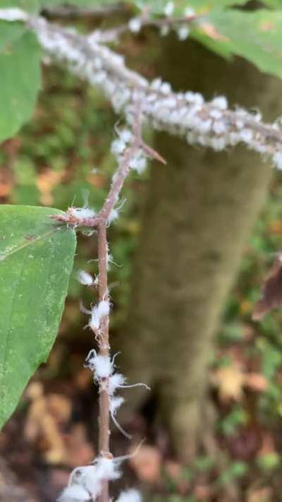 🔥 Woolly aphids vibing on a branch