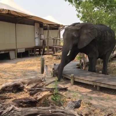 This elephant being smart enough to politely step over a nature walkway rather than risk damaging it