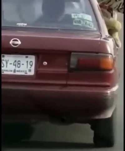 Just a tiger chilling in the car in mexico lol