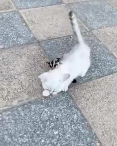 If you need a smile, here’s a sugar glider taming a kitten