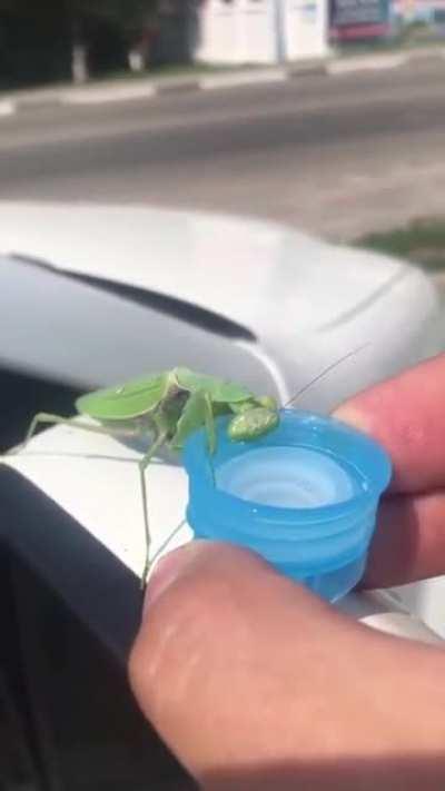 Giving water to a thirsty praying mantis.