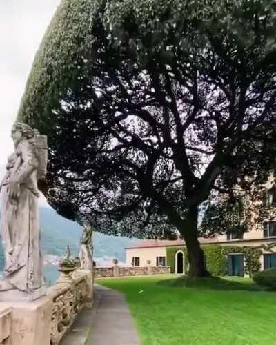 Impressive Holm Oak Known as The Umbrella Tree