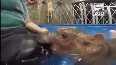 man brutally bitten by hippo