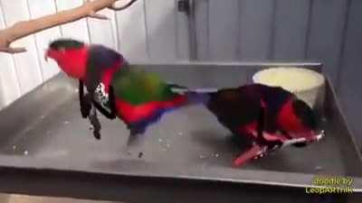 Take a break and enjoy the show as this two birb perform.