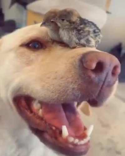 This very good boy loves chicks