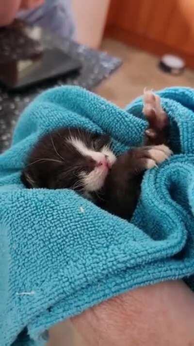 A very comfortable two week old kitten who just likes to knead.