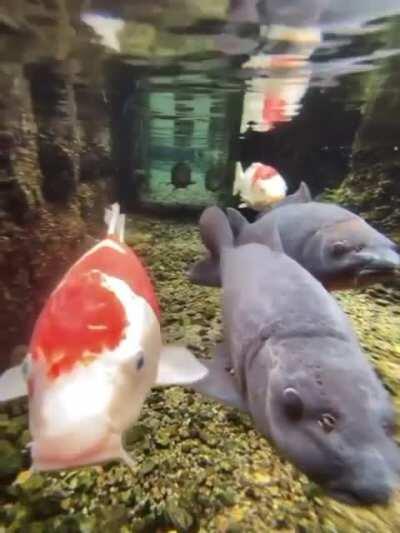 Koi Fish Swim Through Spotless Water of a Drainage Canal in Japan