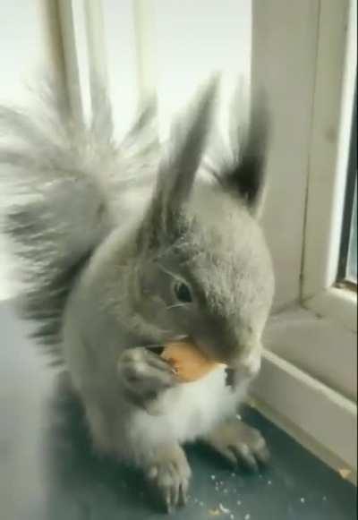 Squirrel learns to trade dried fruit for nuts with humans