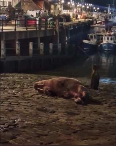 Walrus shows up on random beach and gives crowd a show