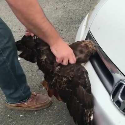 Hawk vs Human