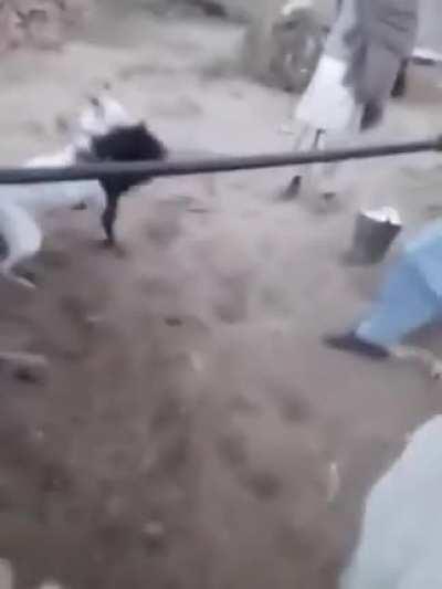 WCGW getting closer to these dogs fighting