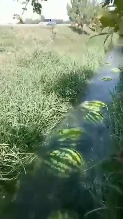 These watermelons being transported by a stream.