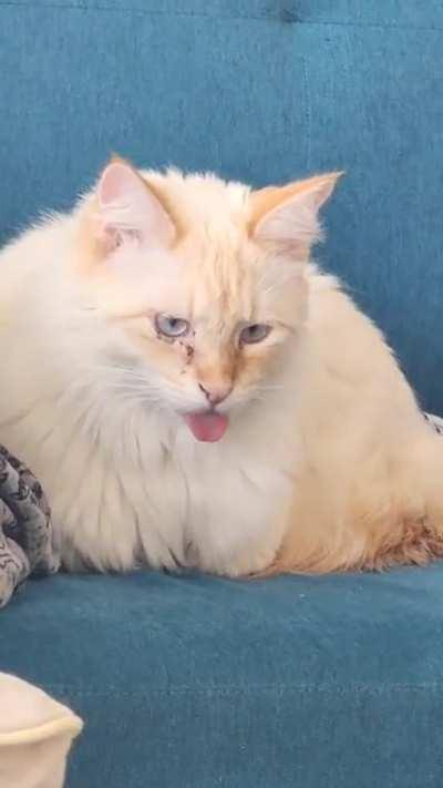 Biggest blep