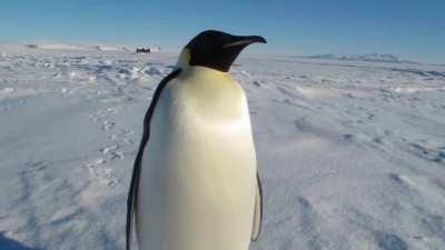 Emperor penguin walks over to say hi