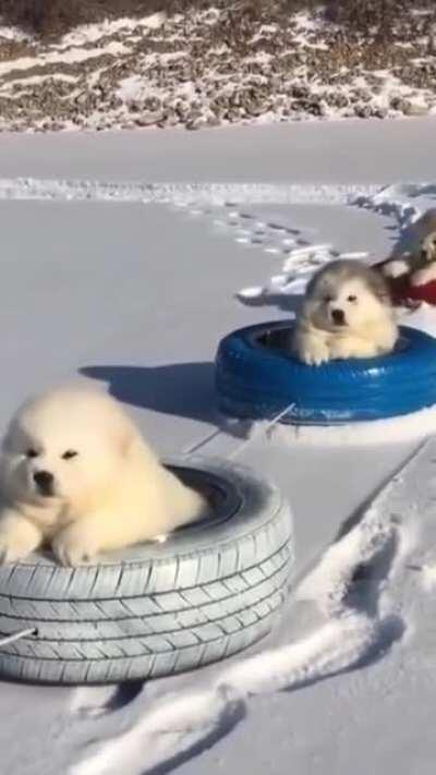 all aboard the puppy express!