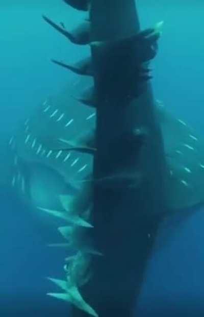 🔥Whale shark (Rhincodon typus) hosting Suckerfish catching a ride in mutualistic relationship