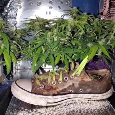 F17 Cannaverse