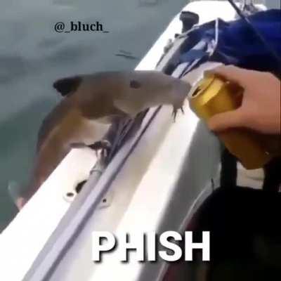 Phish (Fish😂)🤣🤣🤣