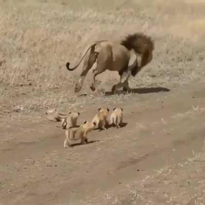 🦁 A beautiful lion and his cubs