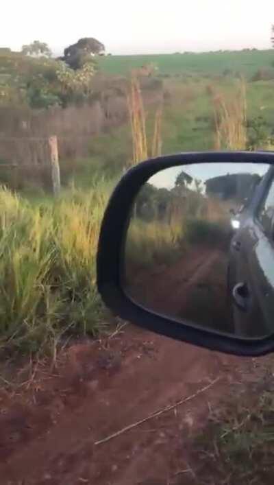 Finding a very large snake on the side of the road.