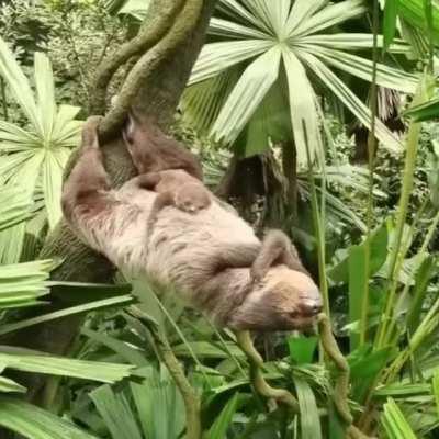 🔥 Mama sloth holding on to a tree with her legs for a nap