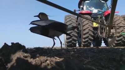 Bird protecting its nest