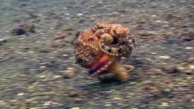 🔥 Just an Octopus walking... minding his own business.