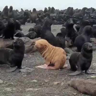 An incredibly rare blonde fur seal