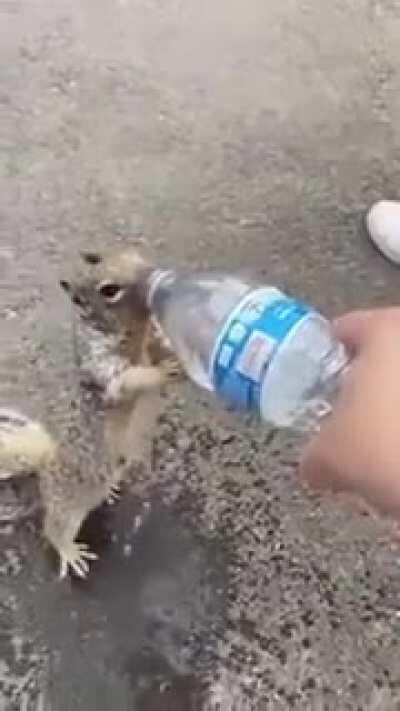 Squirrel Asking For Water!