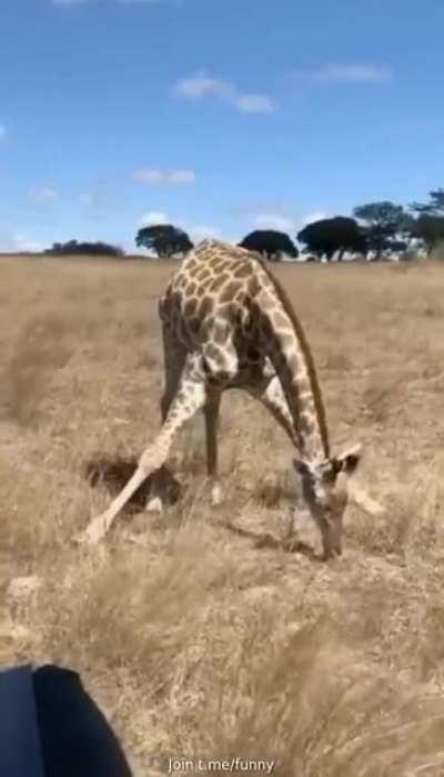 How giraffes eat grass....!!!