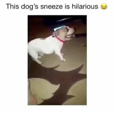 Hilarious dog sneeze!