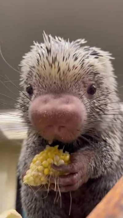 baby porcupine enjoying corn.