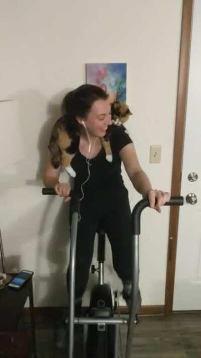 Feline workout instructor, Purrfessor Neapolitan, coaching my wife during her morning spin...