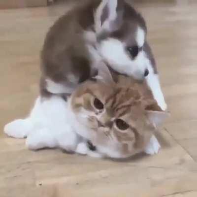 Huskies give good hugs