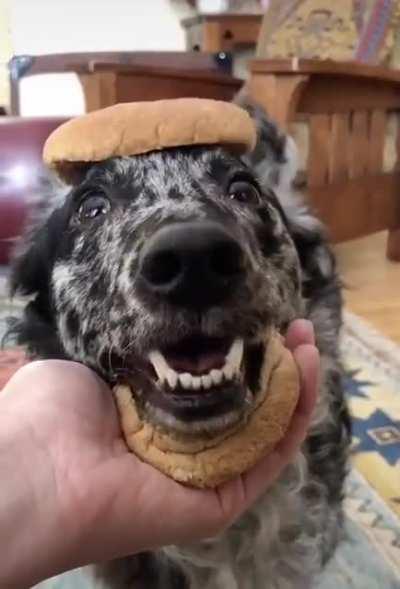 Pupper become sandwich