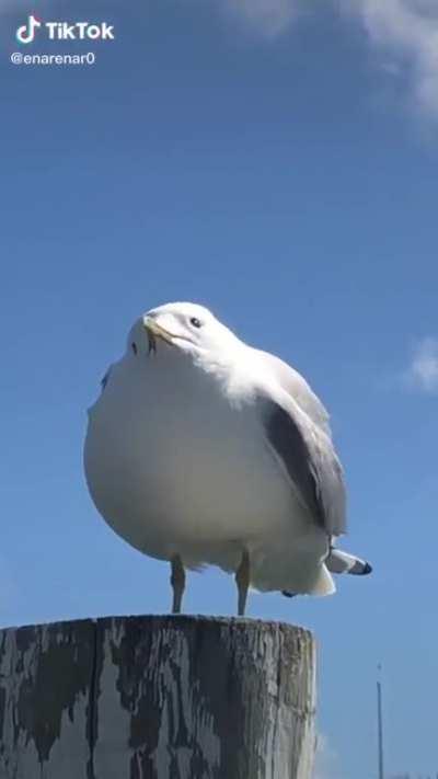 Oh lord, he big