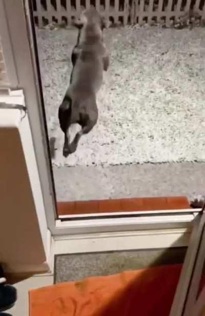 How this doggo exits his house.