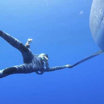 Ocean Ramsey and her team encountered this 20 ft Great White Shark, believed to be the biggest ever recorded, near the island of Oahu, Hawaii