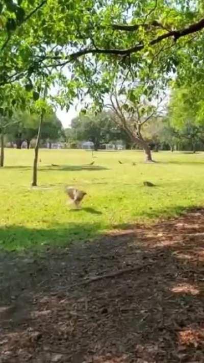 Hawk hunts lizard and takes a ride on top of it.