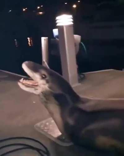 Close encounter with a Leopard Seal resting on a dock